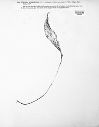 Mycosphaerella subradians image
